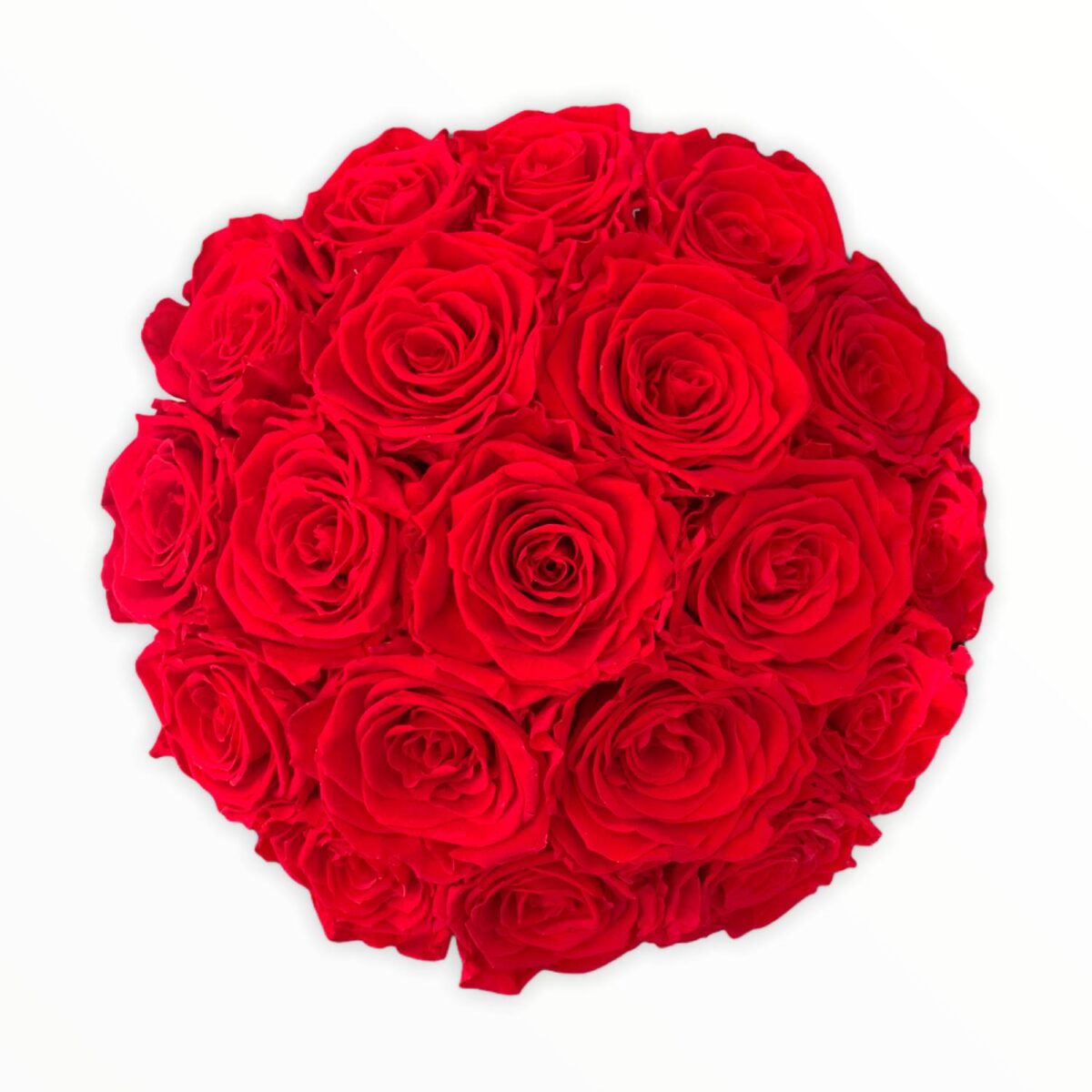 red infinity roses 17